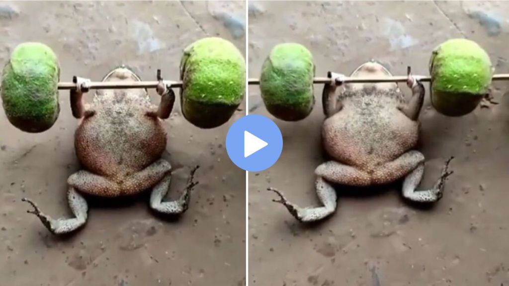 frog lifting weights