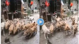 cat vs dog viral video