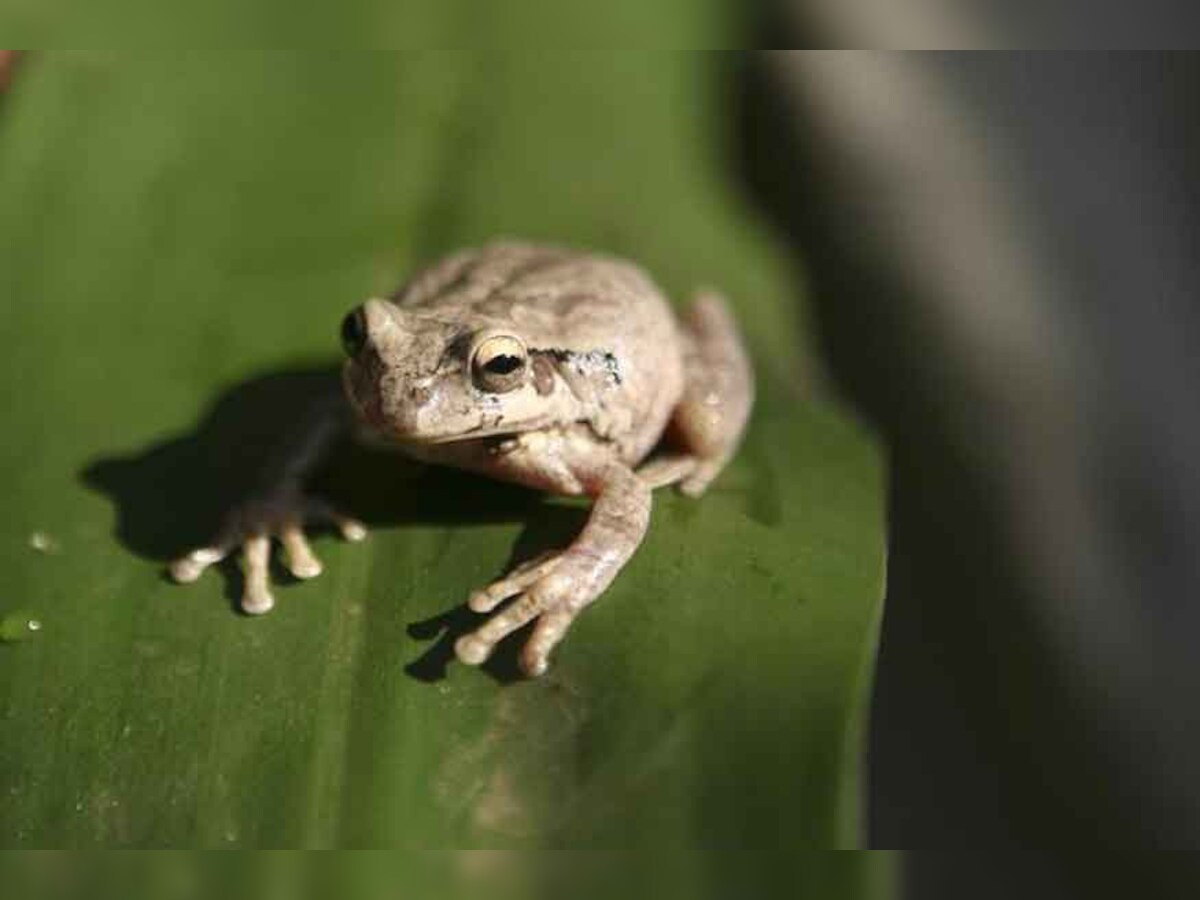 Appetite for Frogs Legs in Europe Driving Species to Extinction Deadly Dish Report