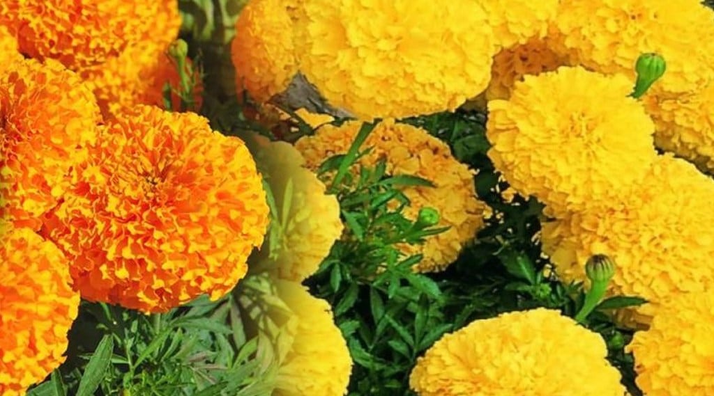 Use marigold flowers to get rid of pimples, the skin will look radiant