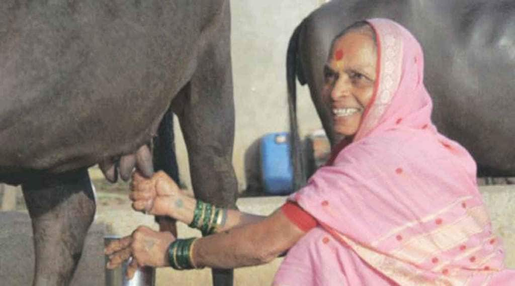 dairy farming in maharashtra