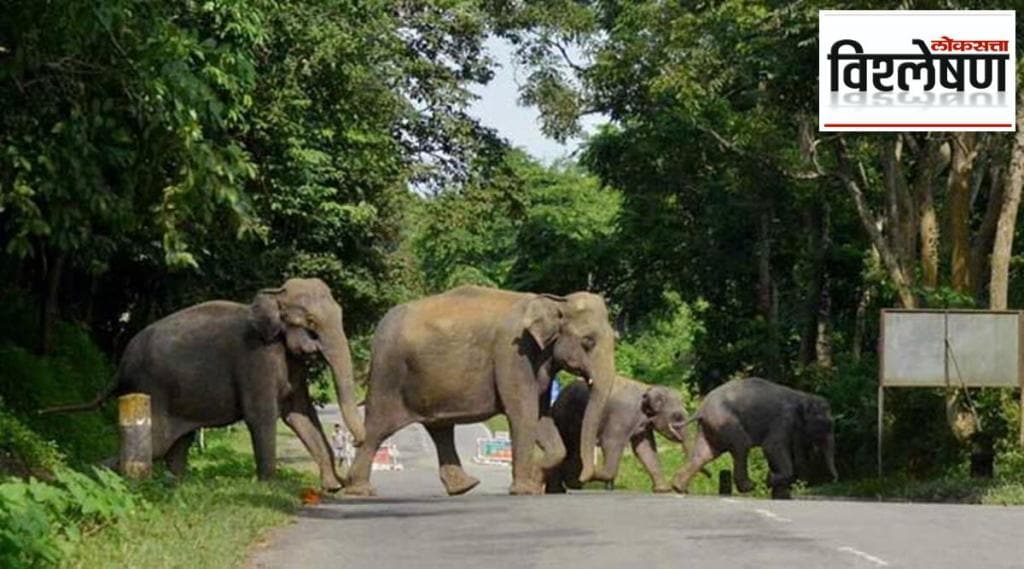 number of Indian elephants declining so fast