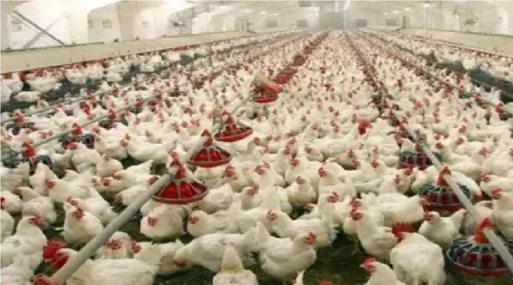 poultry farm