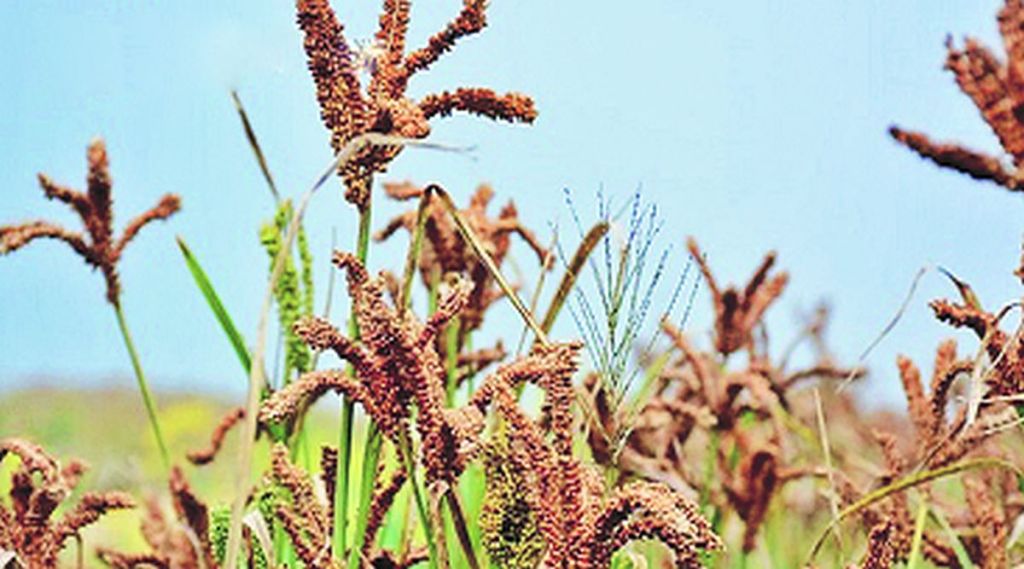 आदिवासींकडून उन्हाळय़ात नाचणी, वरईचे विक्रमी उत्पादन; कृषी विभागाच्या मदतीने अकोले तालुक्यात पथदर्शी प्रयोग