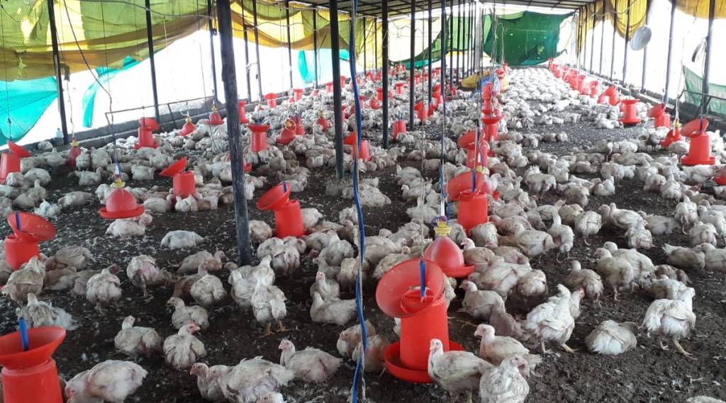 wardha poultry news