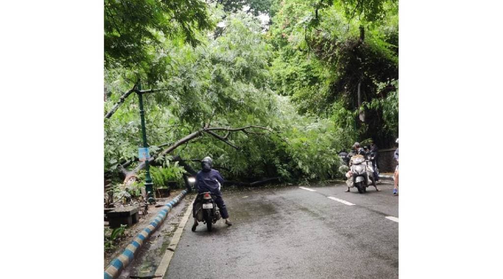 tree collap in pune