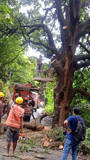 शिंदे सरकारने ‘मेट्रो ३’ची कारशेड कांजूर मार्ग ऐवजी आरे वसाहत परिसरात उभारण्याची घोषणा केल्यानंतर आज (सोमवार) सकाळी आरेतील रस्ते २४ तासांसाठी बंद करण्यात आले आणि त्यानंतर तत्काळ या परिसरातील रस्त्यांवरील झाडांची छाटणी सुरू झाली.