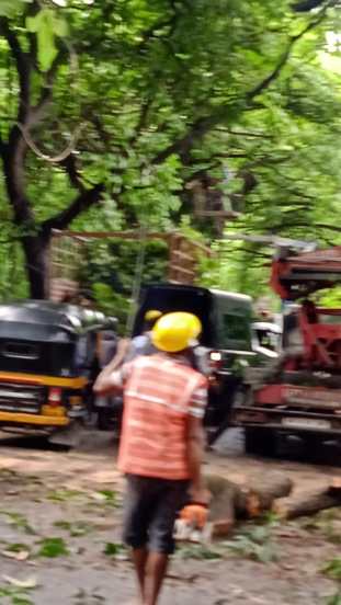 त्यासाठी ही छाटणी करण्यात येत असल्याचे समजते. मात्र वृक्षतोडीबाबत पर्यावरणप्रेमींनी नाराजी व्यक्त केली आहे.