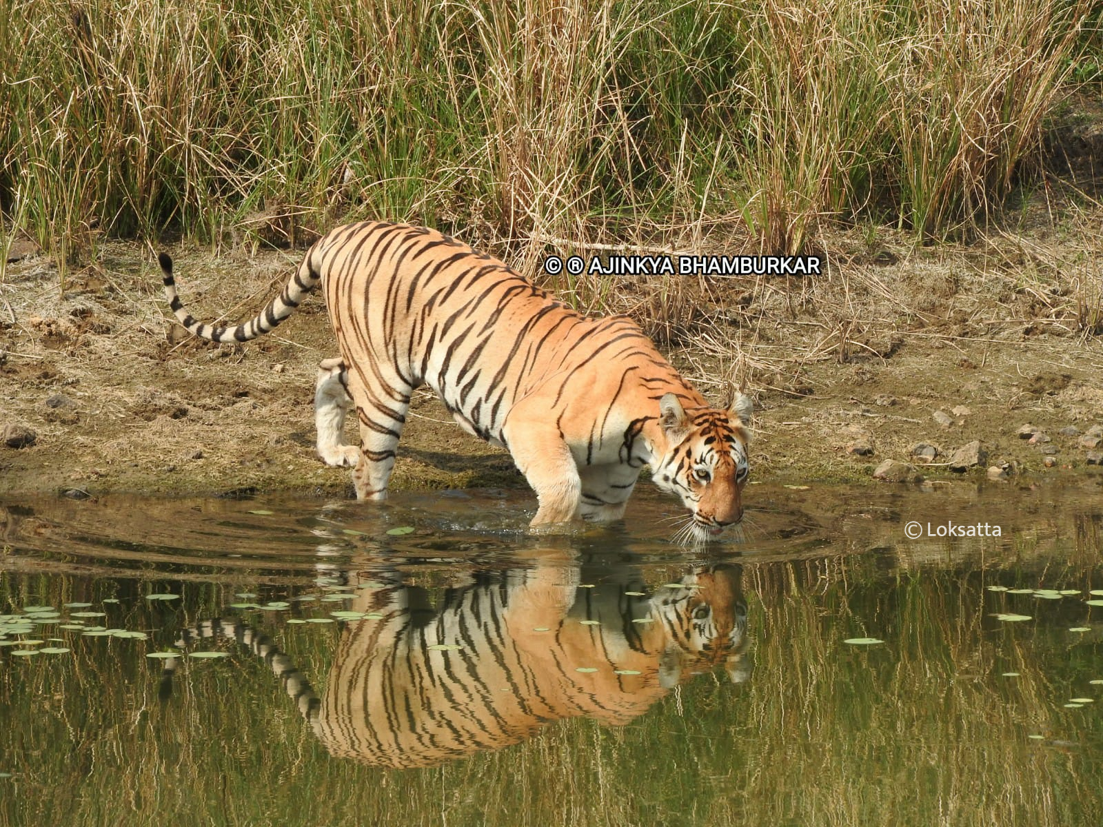 Fairy Tigress Umred Pauni Karhandla Photos