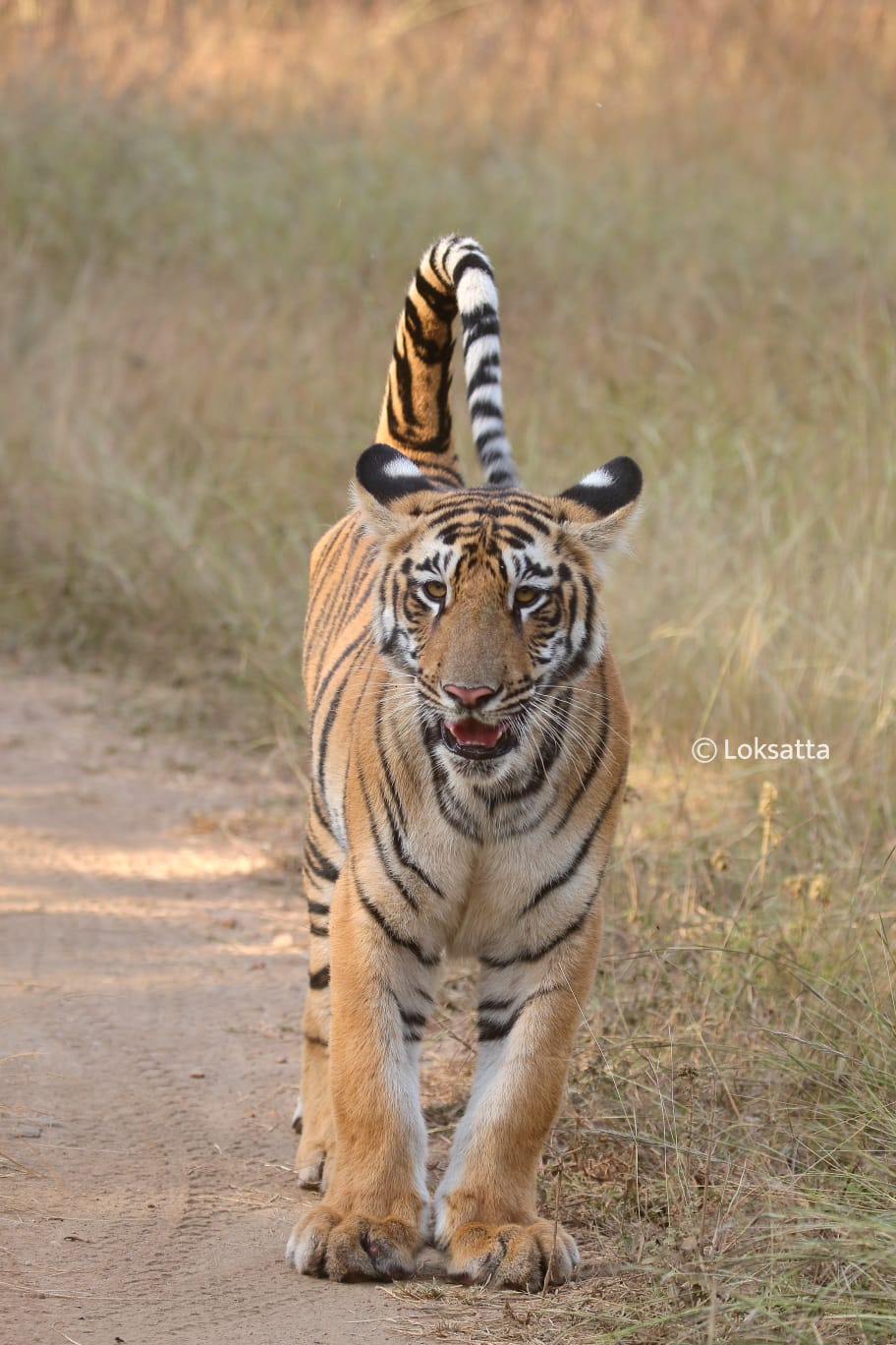 Fairy Tigress Umred Pauni Karhandla Photos