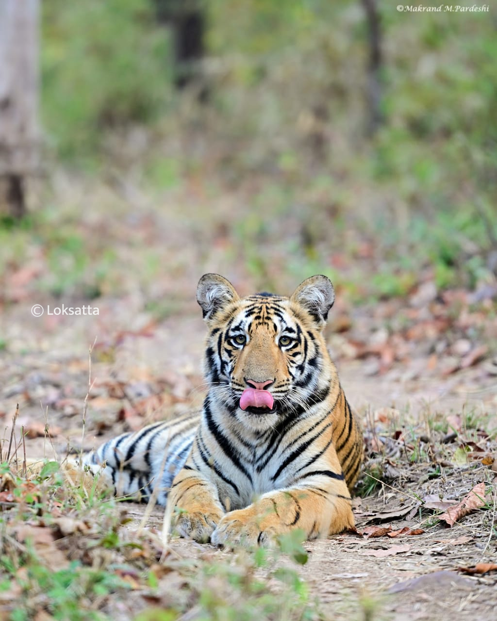 Kuwani Tigress Tadoba Photos