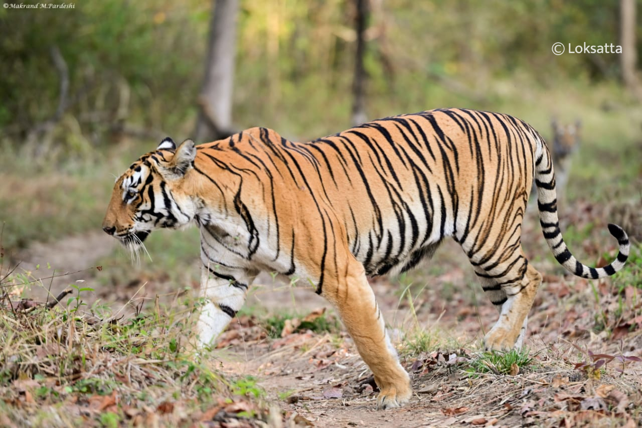 Kuwani Tigress Tadoba Photos