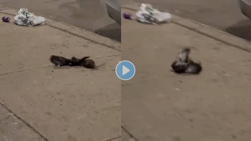 Rat-Attack-Pigeon-Viral-Video