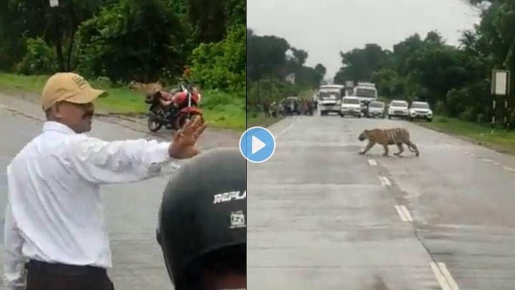 Police-Stopped-Traffic-For-Tiger