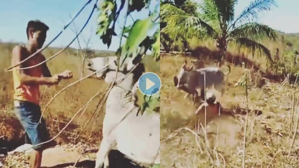 -Donkey-Karma-Funny-Video