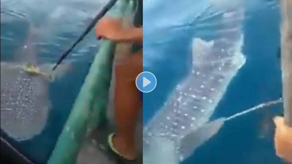 Fisherman-Helps -Whale-Viral-Video