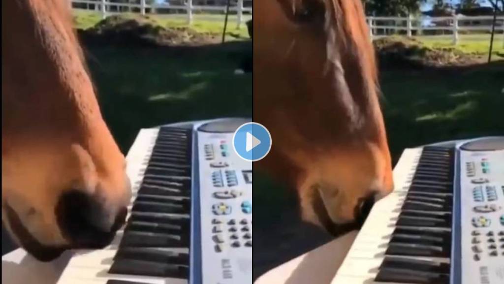 Horse-Plays-Piano