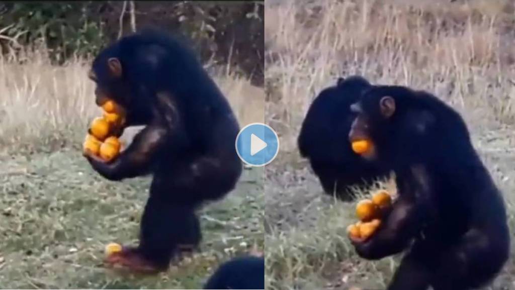 Chimpanzee-Viral-Video