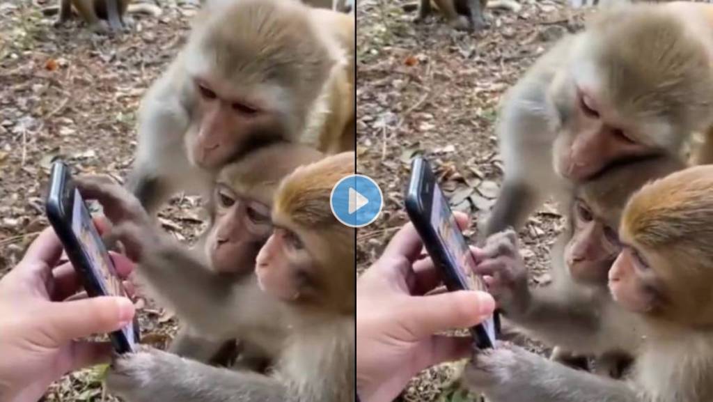 Monkey-Use-Smartphone