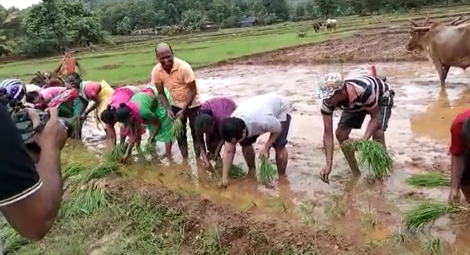 photos bjp leader nitesh rane farming at Kokan Farm