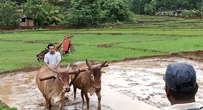 photos bjp leader nitesh rane farming at Kokan Farm