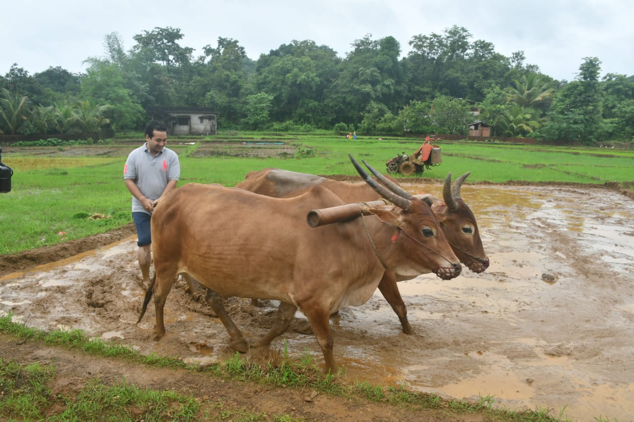 photos bjp leader nitesh rane farming at Kokan Farm