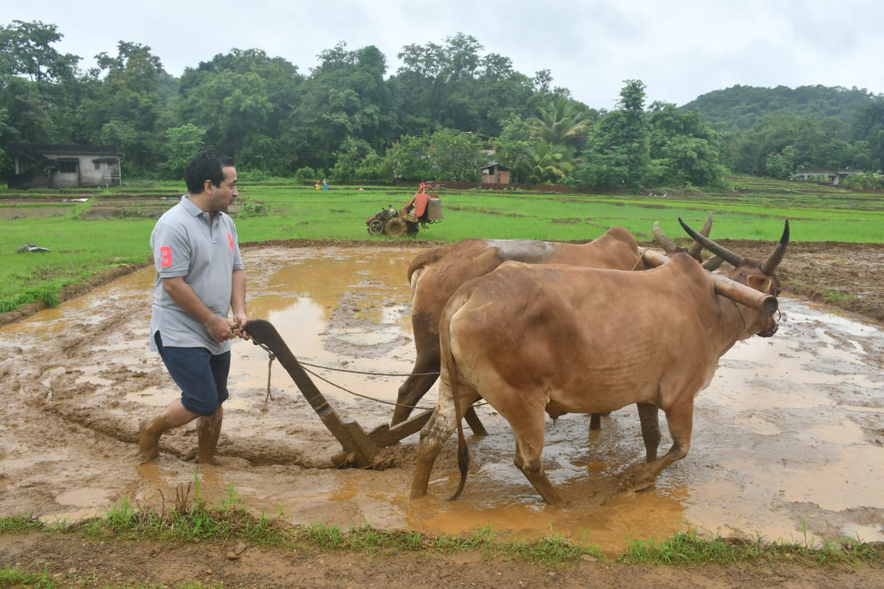 photos bjp leader nitesh rane farming at Kokan Farm