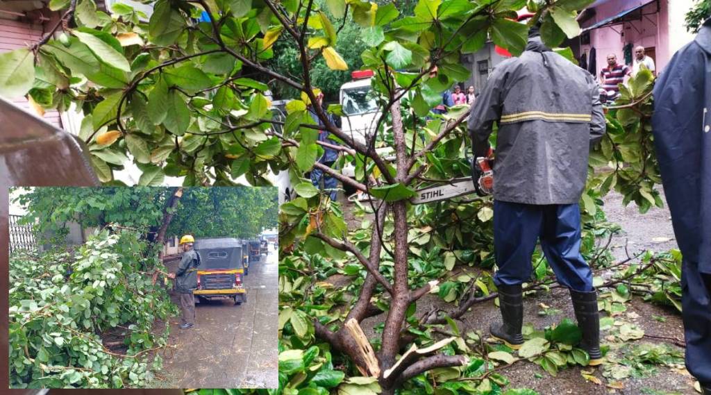 Thane tree fall