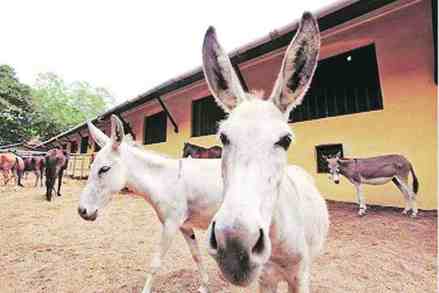 bhasha donkey