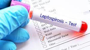 Leptospirosis patients