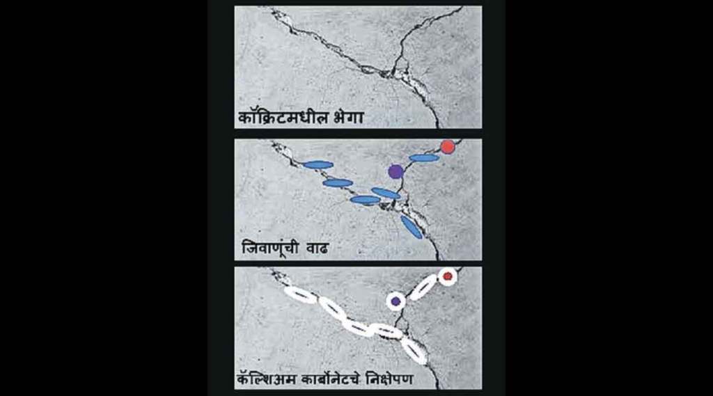 कुतूहल : जिवाणू आणि काँक्रीटमधील भेगा