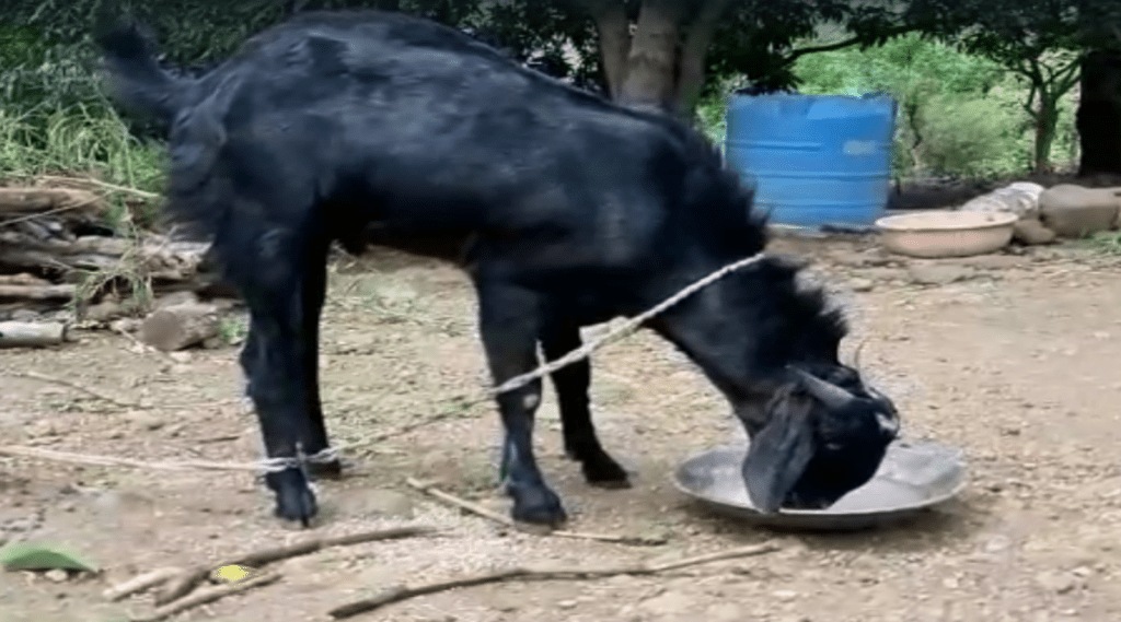 Demand for a goat with a half moon on the forehead on the occasion of Goat Eid