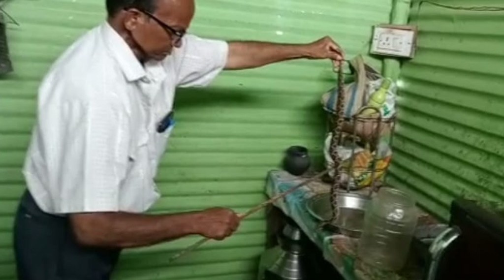 Poisonous snakes in vegetable basket,