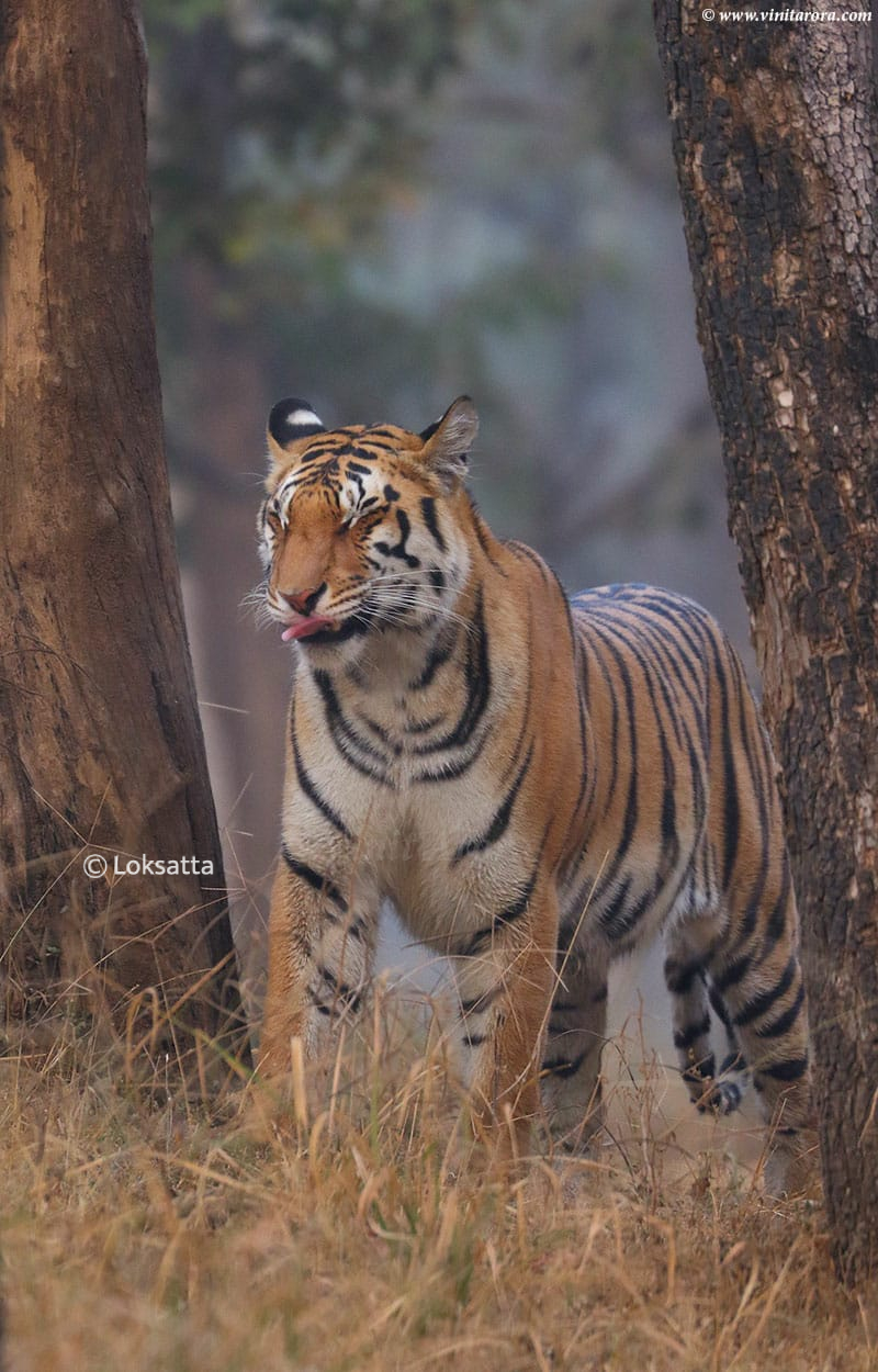 Abhivyakti Tigress Pench Tiger Reserve National Park Madhya Pradesh and Maharashtra