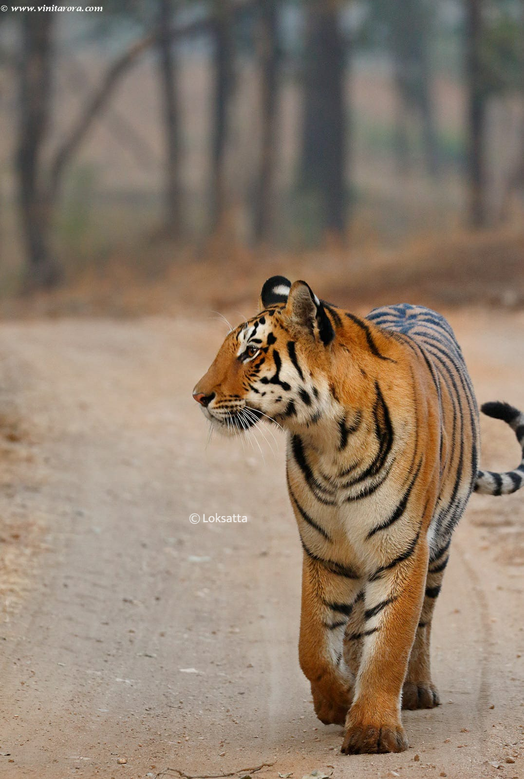 Abhivyakti Tigress Pench Tiger Reserve National Park Madhya Pradesh and Maharashtra