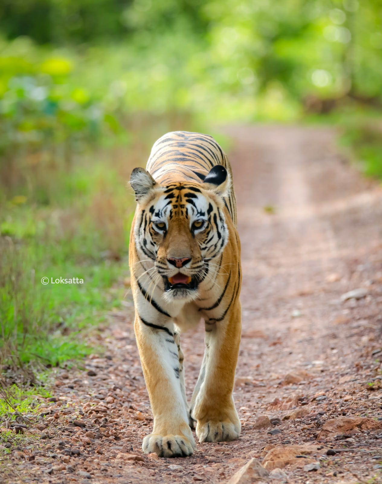 Chandi Tigress Wildlife Sanctuary