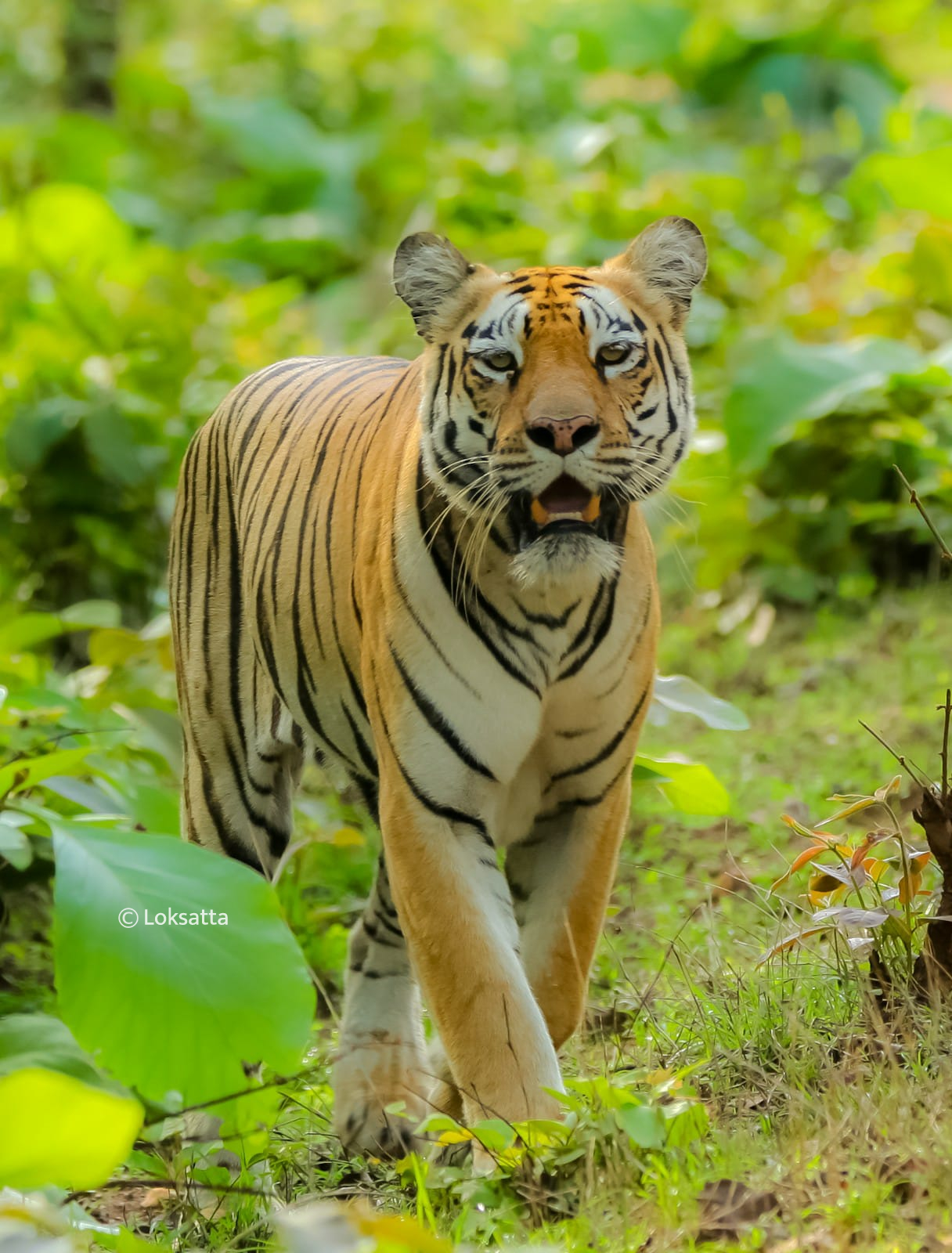 Chandi Tigress Wildlife Sanctuary