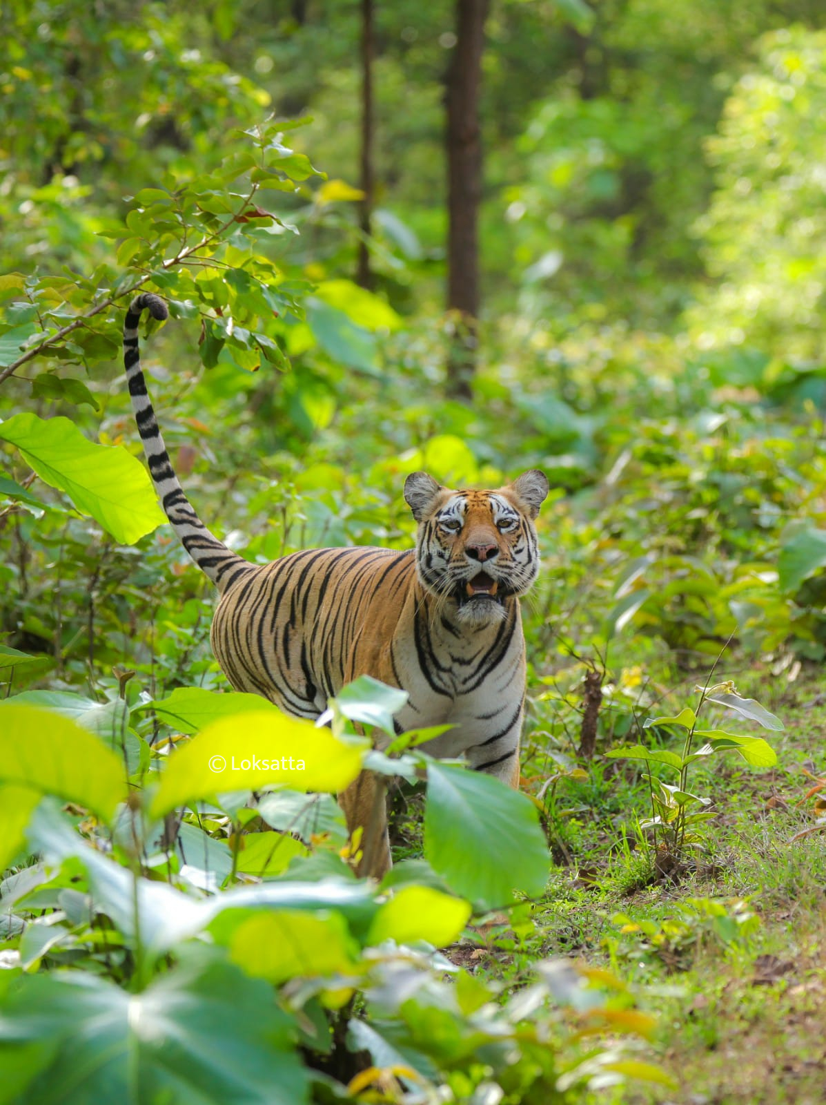 Chandi Tigress Wildlife Sanctuary