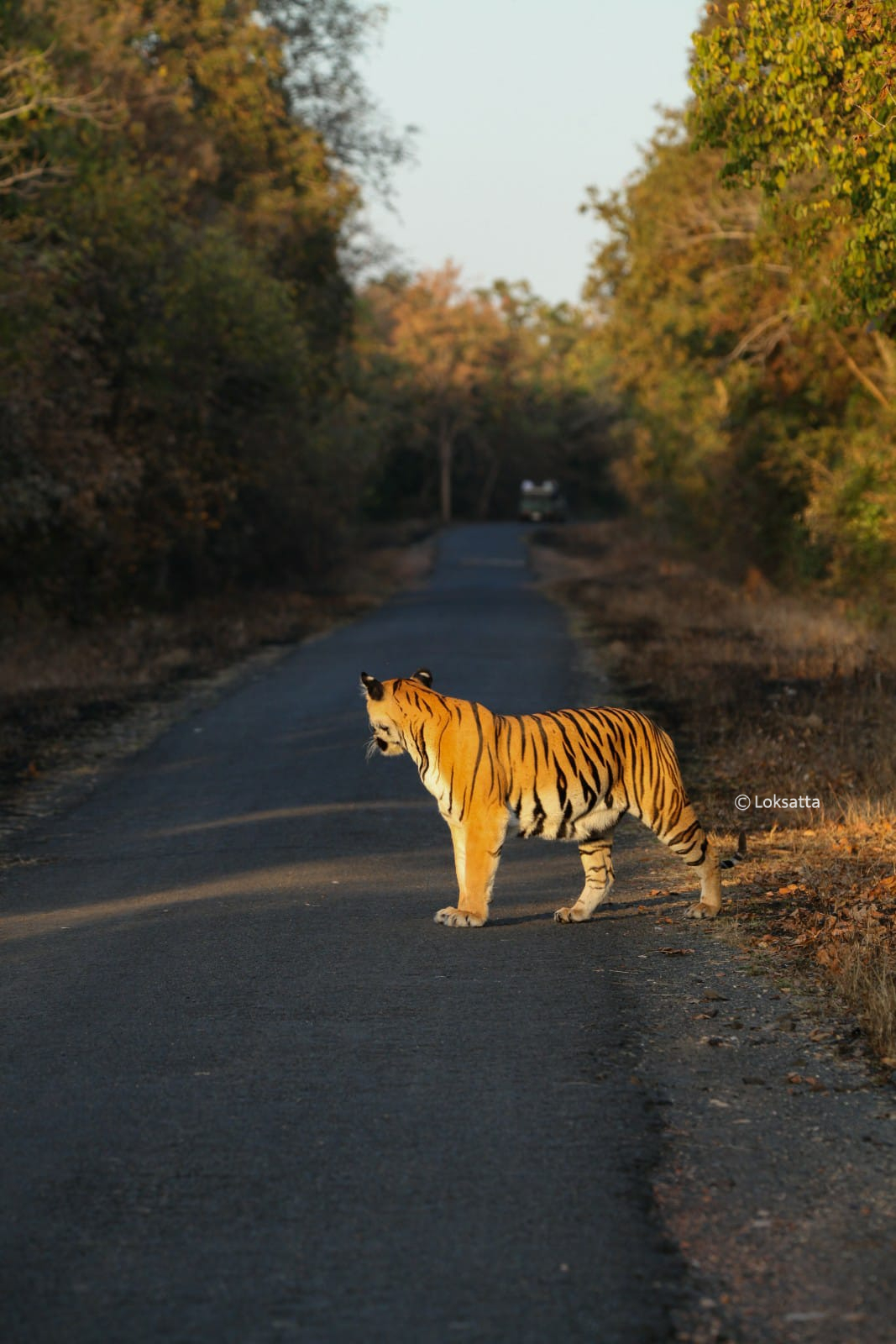 Chandi Tigress Wildlife Sanctuary