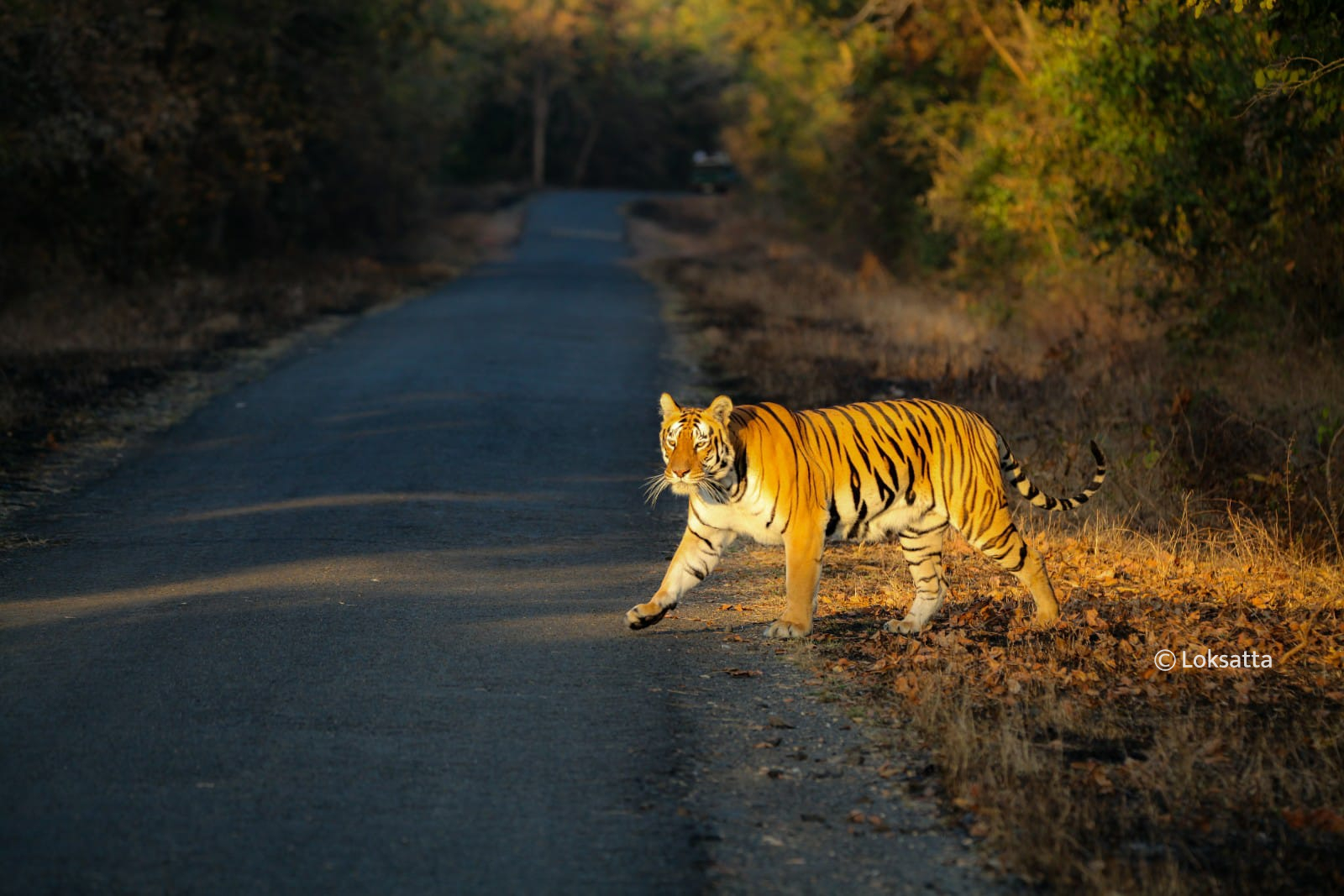 Chandi Tigress Wildlife Sanctuary