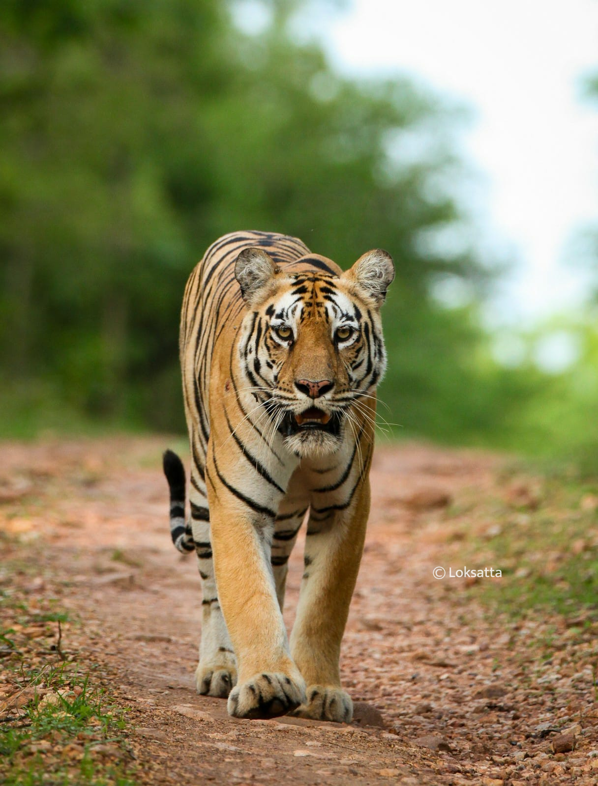 Chandi Tigress Wildlife Sanctuary