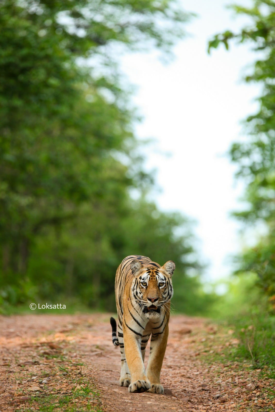 Chandi Tigress Wildlife Sanctuary