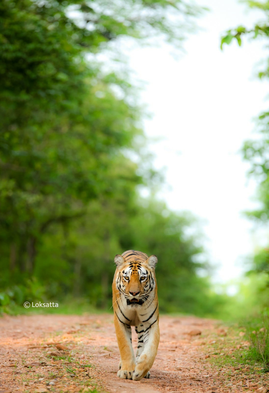 Chandi Tigress Wildlife Sanctuary