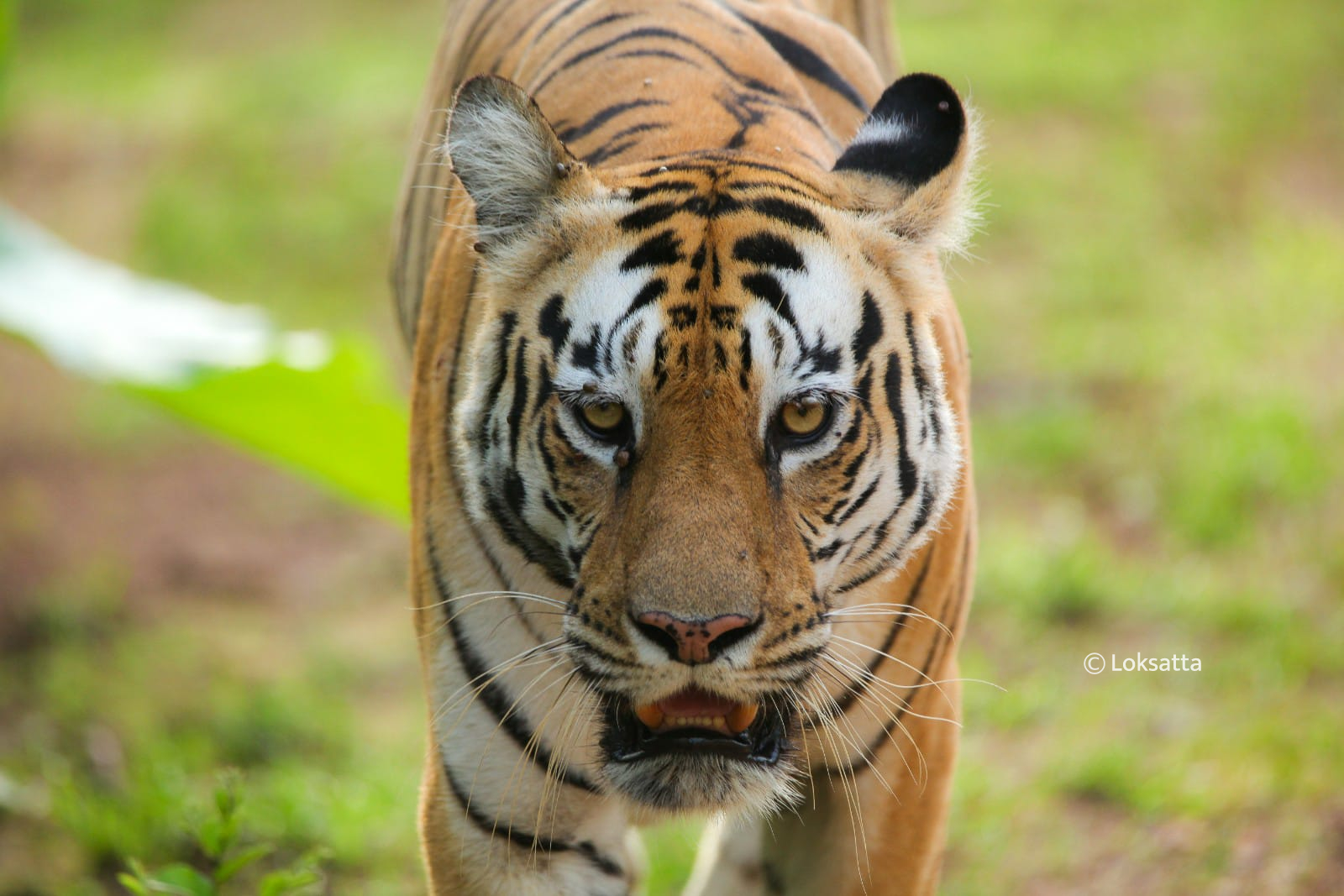 Chandi Tigress Wildlife Sanctuary