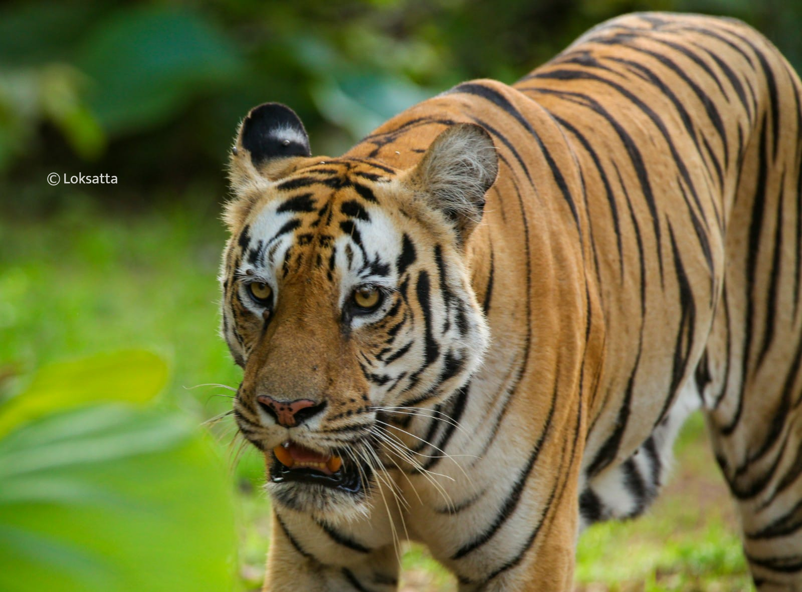 Chandi Tigress Wildlife Sanctuary