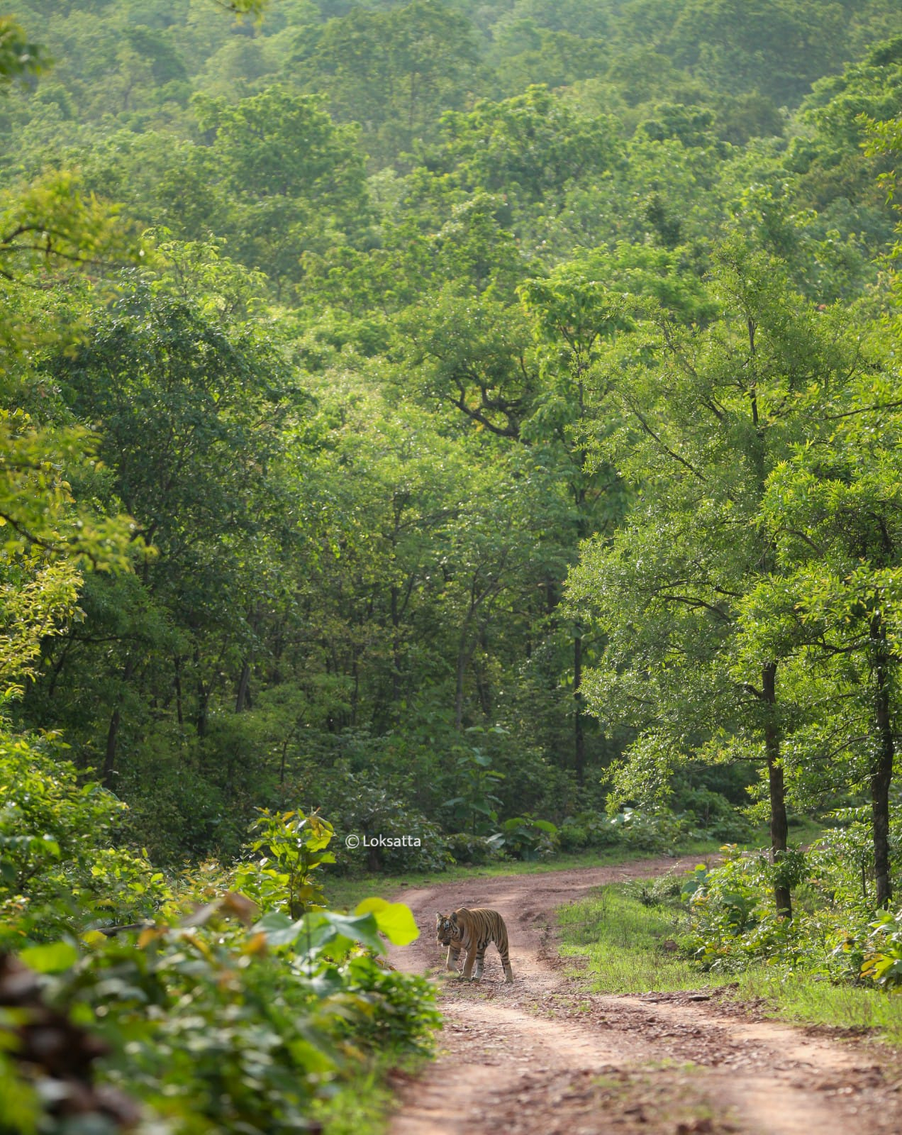 Chandi Tigress Wildlife Sanctuary