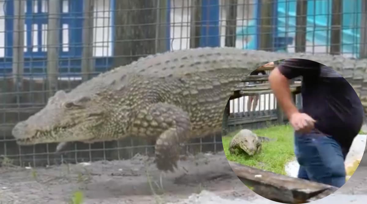 Crocodile Galloping have you seen alligator jumping watch viral video