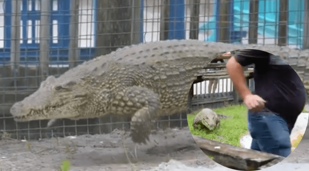 Crocodile Galloping Viral Video