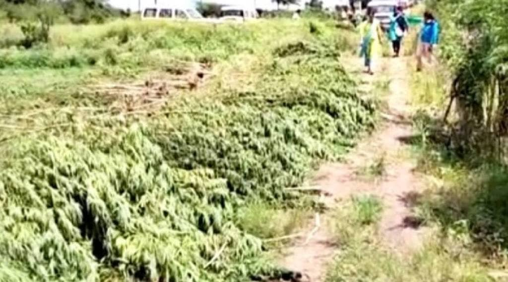 Ganja cultivation