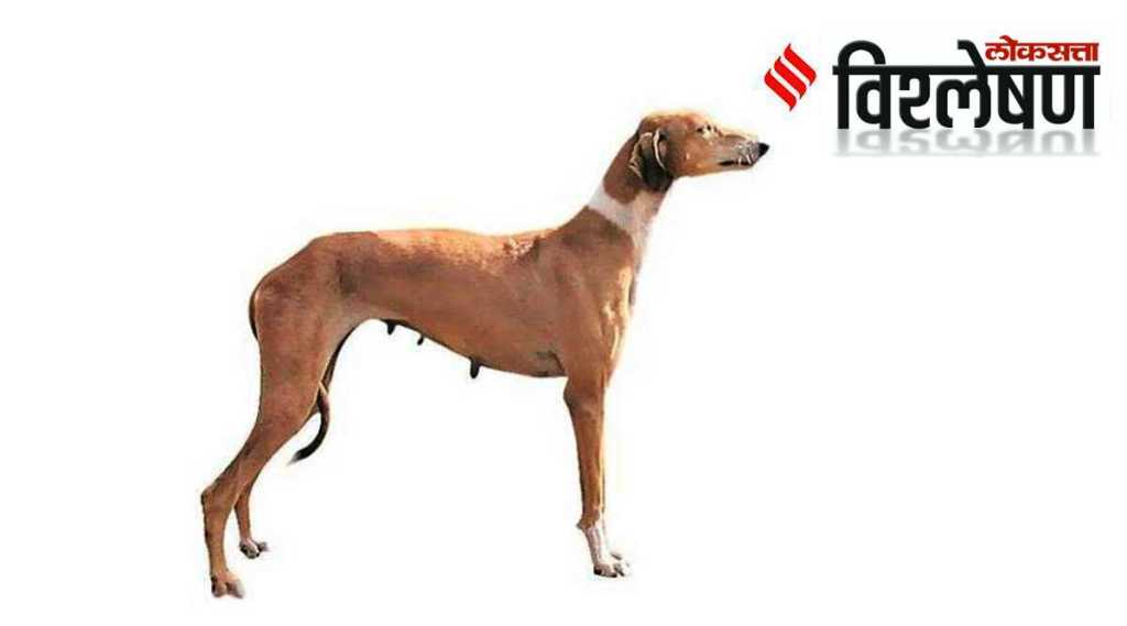 Mudhol Hound dog-spg